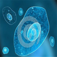 人肺腺癌放化疗后复发转移细胞；Human Cell line 4D33