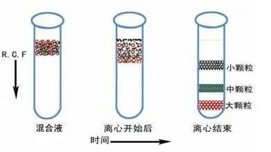 速率区带离心法 |你的分离纯化方法选对了吗？