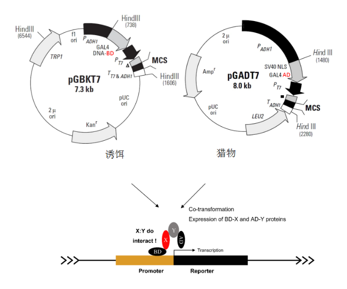 【直播预告】学一下，从此酵母双杂交实验难逢敌手！