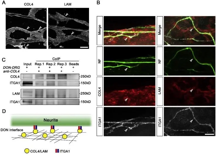 【客户文献解读】IF=10.317，Label-free揭秘脱细胞处理能优化视神经的抑制性微环境从而促进神经突生长