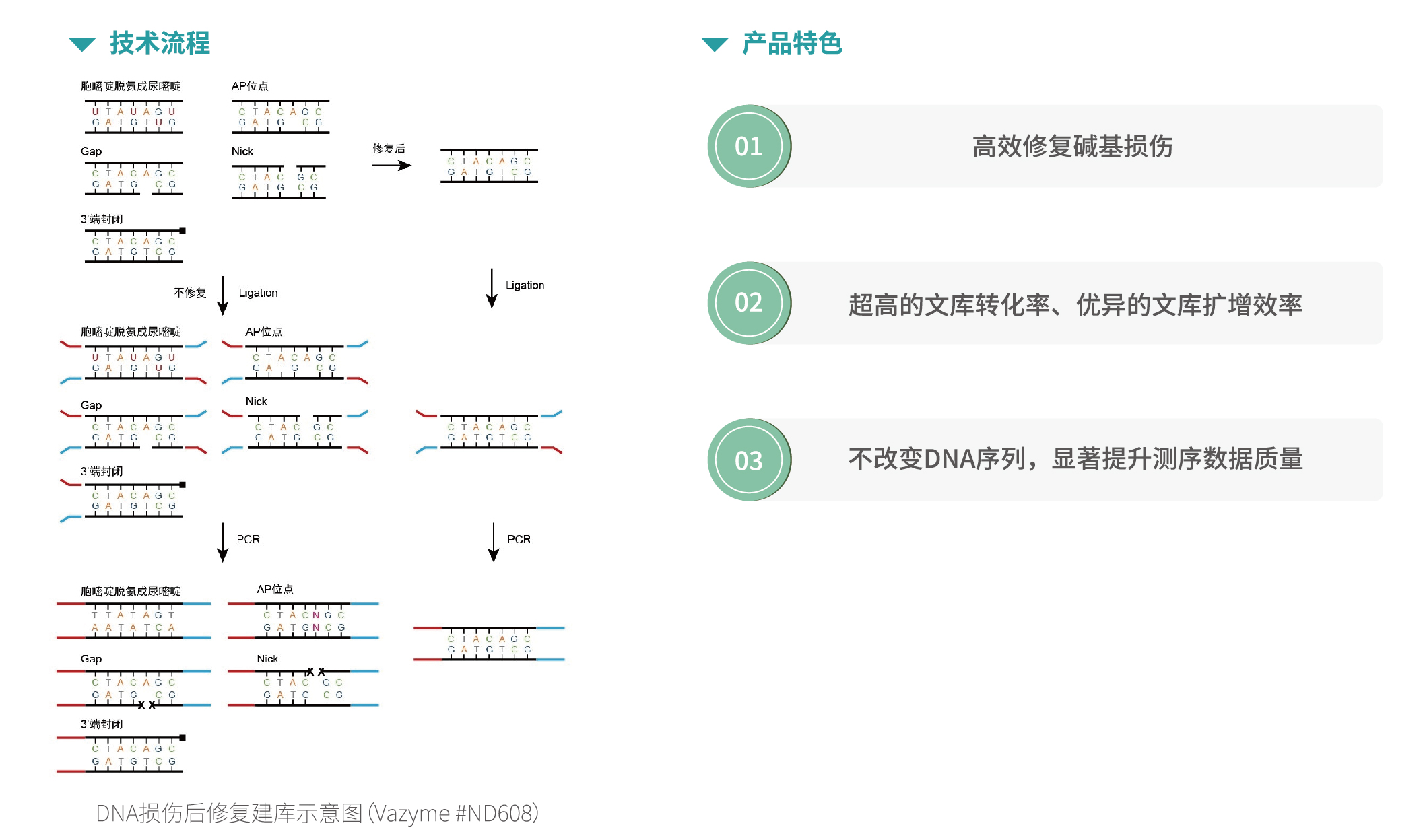 丁香通