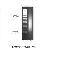 免疫共沉淀(CHIRP)实验