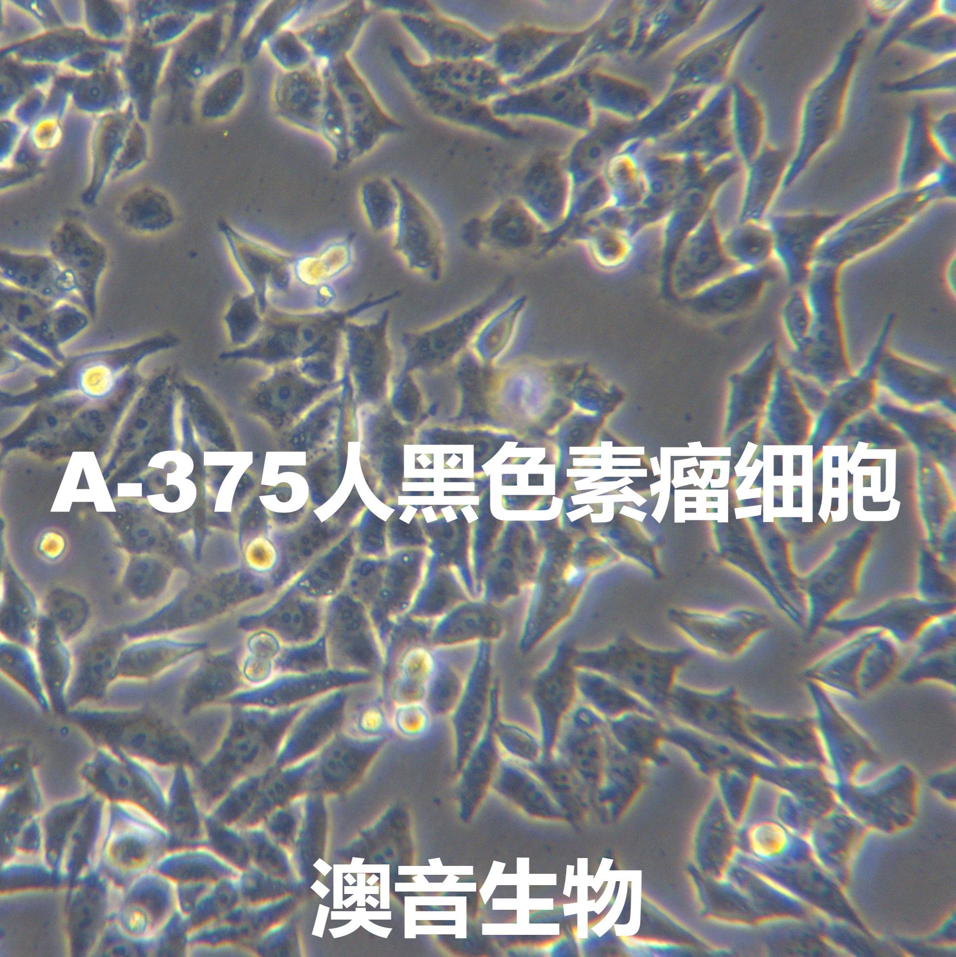 A375[A 375; A-375; A375-MEL; A375-mel; A375mel]人恶性黑色素瘤细胞