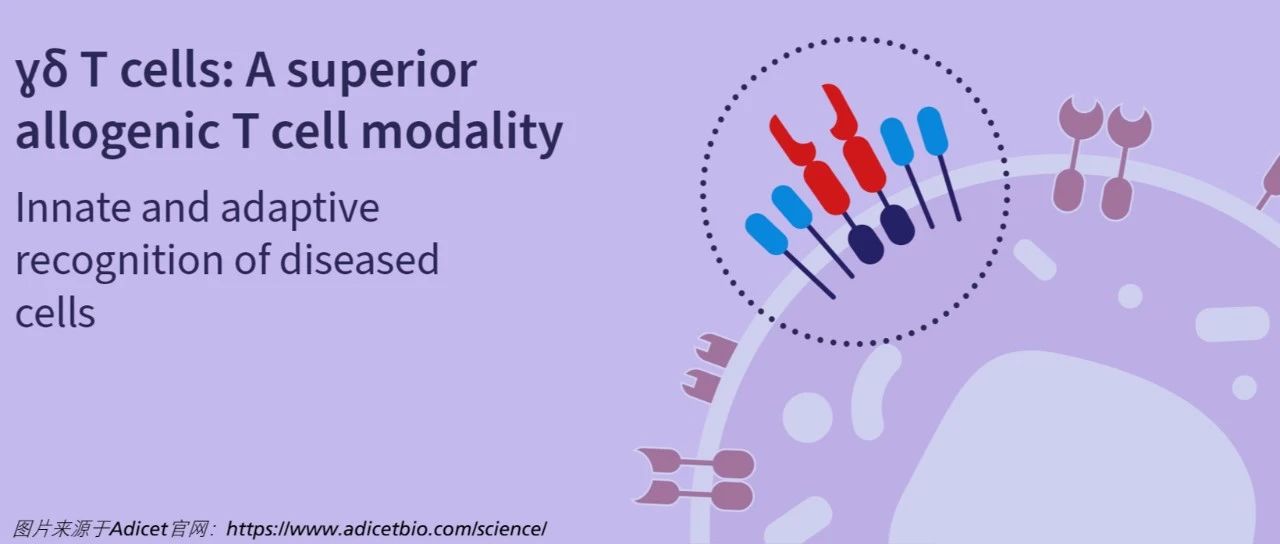 FDA批准同种异体CAR-γδ T细胞疗法的IND申请