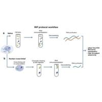 RNA结合蛋白免疫沉淀(RIP)