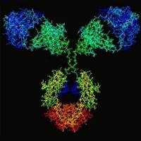 单克隆抗体制备服务