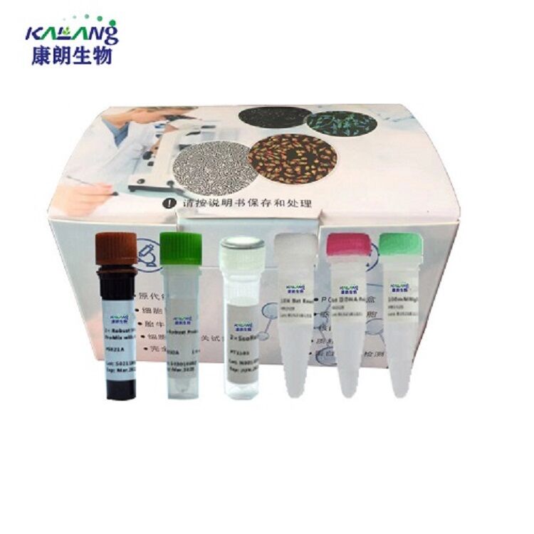 柯萨奇病毒A16型变种染料法荧光定量RT-PCR试剂盒