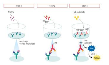 人幽门螺旋杆菌抗体ELISA检测试剂盒