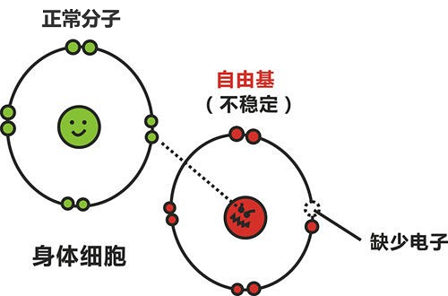 药代动力学领域新突破——小动物活体自由基检测系统助力体内自由基分布和药代动力学研究