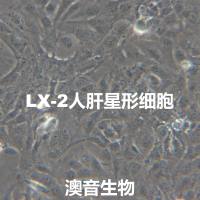 LX-2【Lieming Xu-2】人肝星形细胞