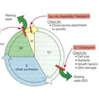 细胞周期实验服务