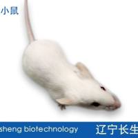 NIH小鼠 SPF级