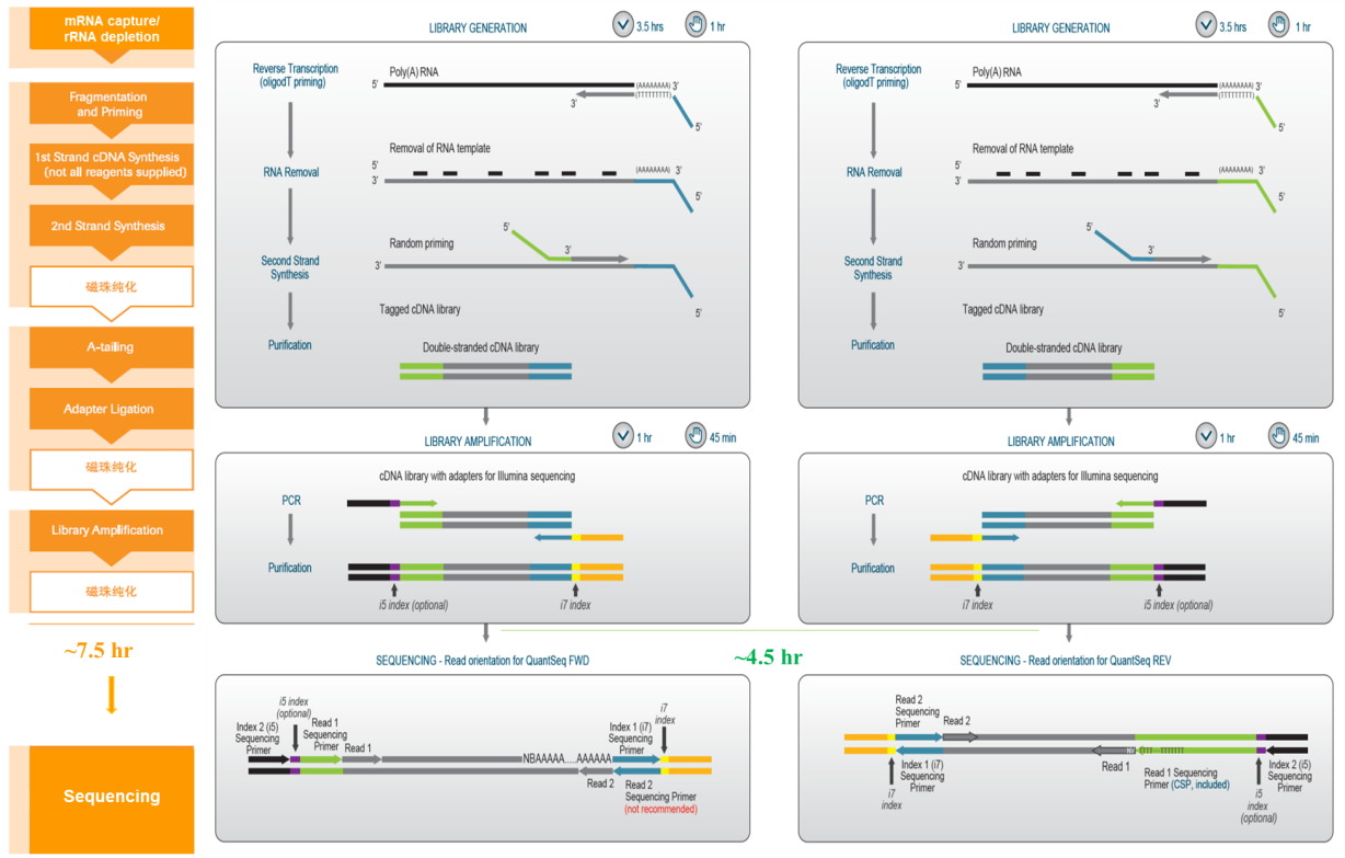 3' mRNAseq VS 常规 RNA-seq