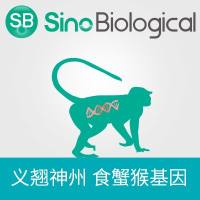 Cynomolgus CD40 Gene ORF cDNA clone expression