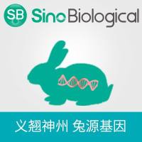 Rabbit CD40 Gene ORF cDNA clone expression