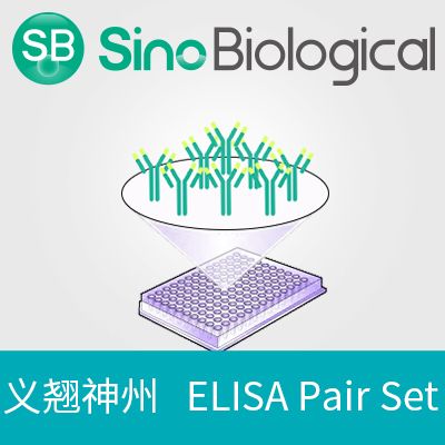 Rat Beta-2 microglobulin / B2M ELISA Pair Set