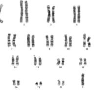 细胞核型检测分析