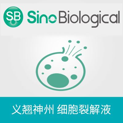 Human sialate O-acetylesterase / SIAE Insect Cell  Lysate (WB positive control)