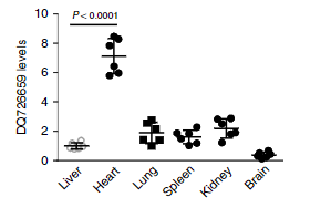 CHAPIR通过m6A甲基化调控心脏肥大的分子机制