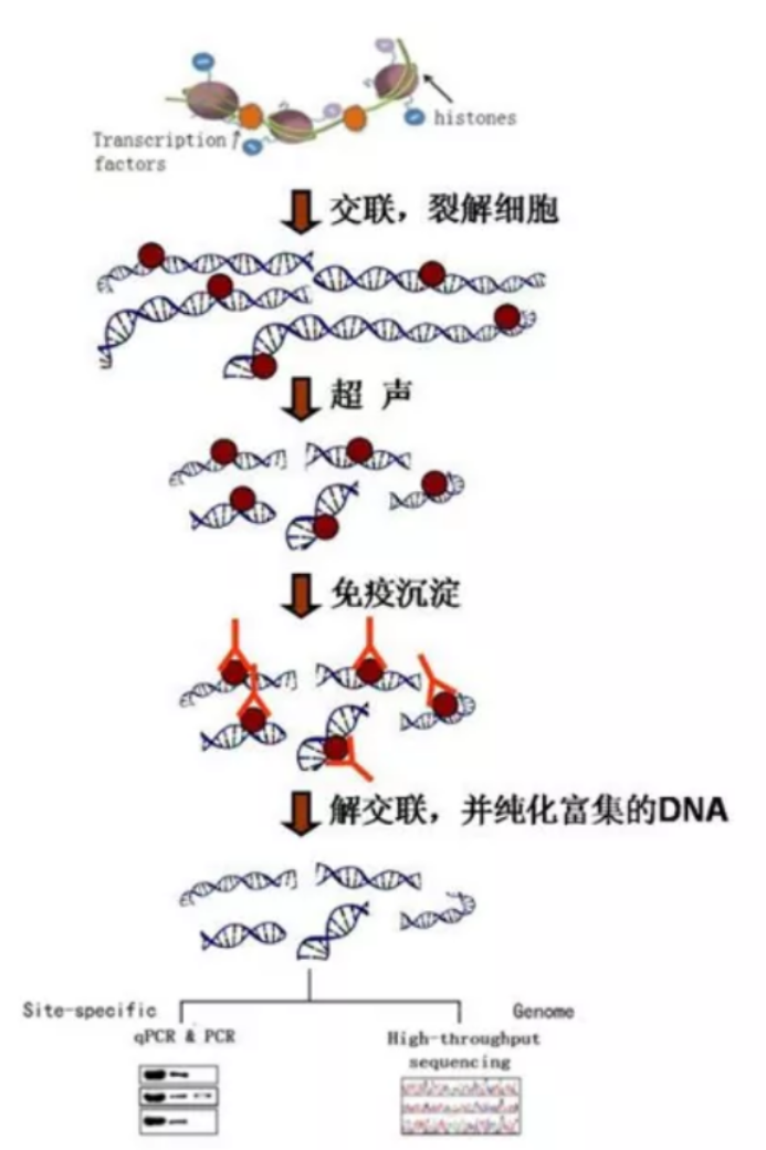 知无不「研」｜一文读懂​染色质免疫共沉淀技术（ChIP）