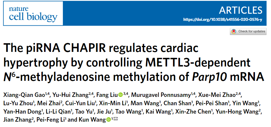 CHAPIR通过m6A甲基化调控心脏肥大的分子机制