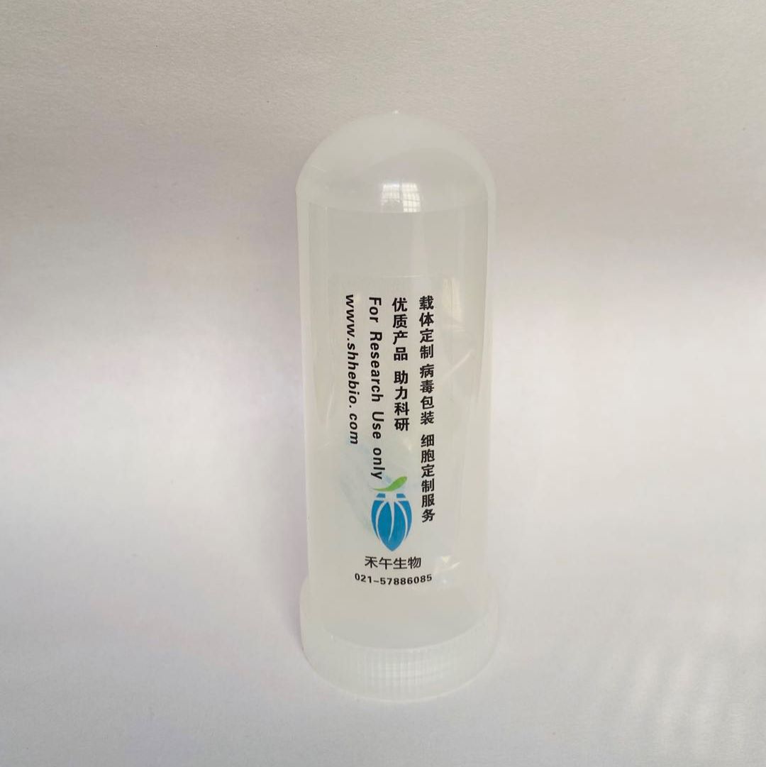 pCMV-SPORT6-EGFLAM-2(1同义突变1点突变)质粒