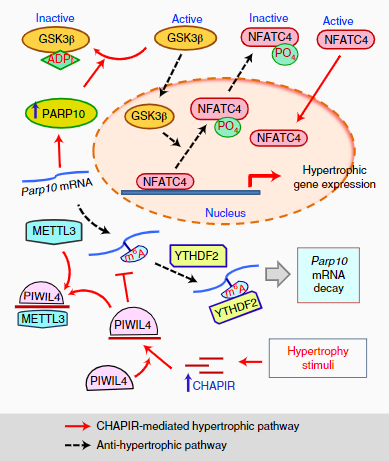 CHAPIR通过m6A甲基化调控心脏肥大的分子机制