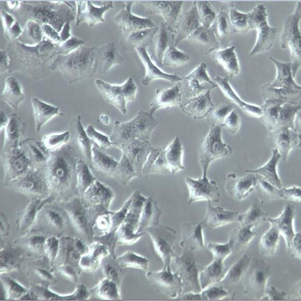 769-P、769-P细胞、769-P肾透明细胞癌细胞