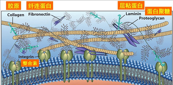 您不曾了解系列6：细胞外基质（ECM）研究工具