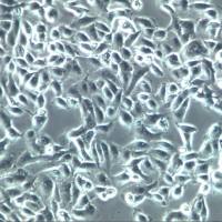 786-O、786-O细胞、786-0肾癌细胞