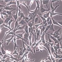 A172细胞、A172细胞、A172胶质母细胞瘤细胞