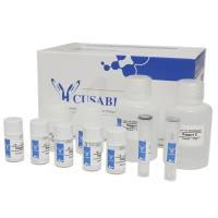 外泌体提取试剂盒（无需超离，适用多种样本类型）