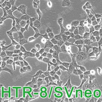 HTR-8/SVneo[HTR-8/SV-neo; HTR8svn]人绒毛膜滋养层细胞