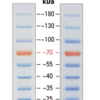 26616/26617 PageRuler™ Prestained Protein Ladder, 10 to 180 kDa