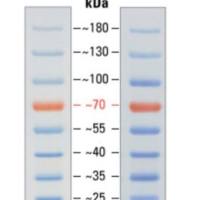 26616/26617 PageRuler™ Prestained Protein Ladder, 10 to 180 kDa