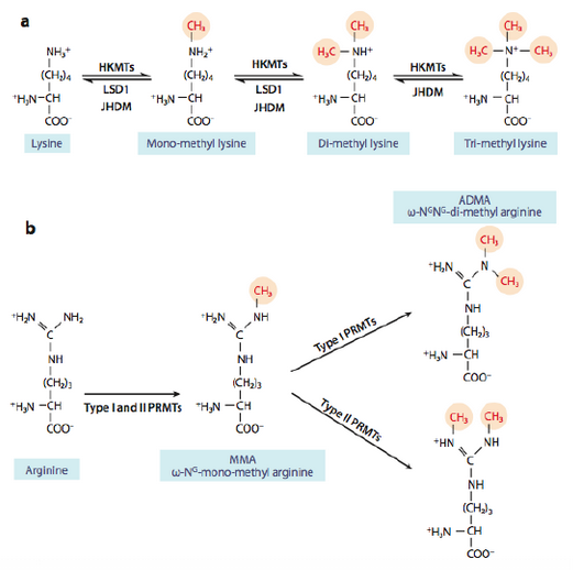 表观遗传之组蛋白修饰—组蛋白甲基化、磷酸化