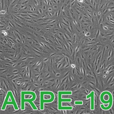 ARPE-19[ARPE19]人视网膜色素上皮细胞