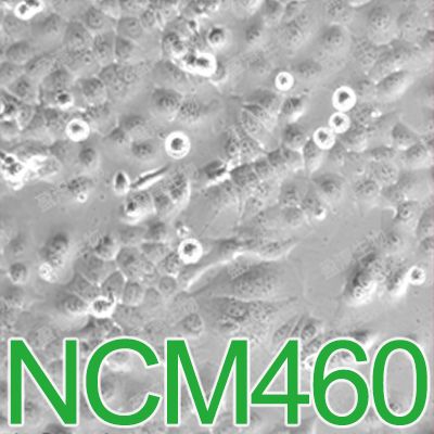 NCM460正常结肠上皮细胞