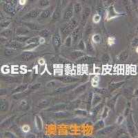 GES-1[GES-1;GES1]胃黏膜上皮细胞