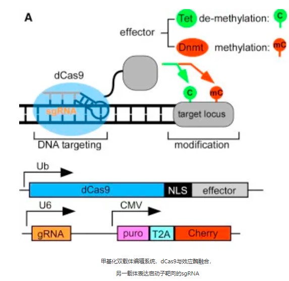 启动子区域中cpg岛的dna甲基化(5mc)与转录抑制状态有关,基于cell的