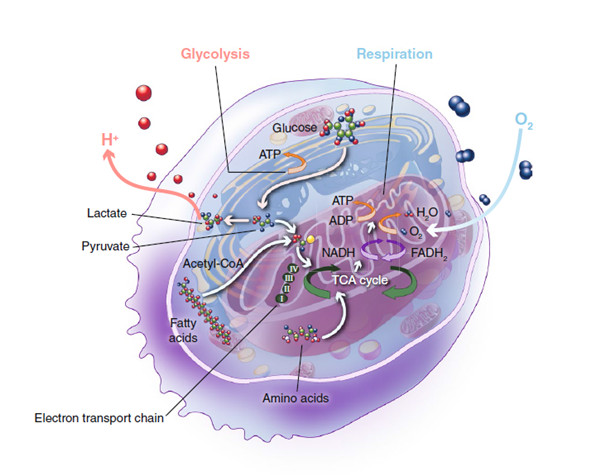 超全超实用的细胞代谢——糖酵解、蛋白质代谢、辅酶和辅因子等研究工具