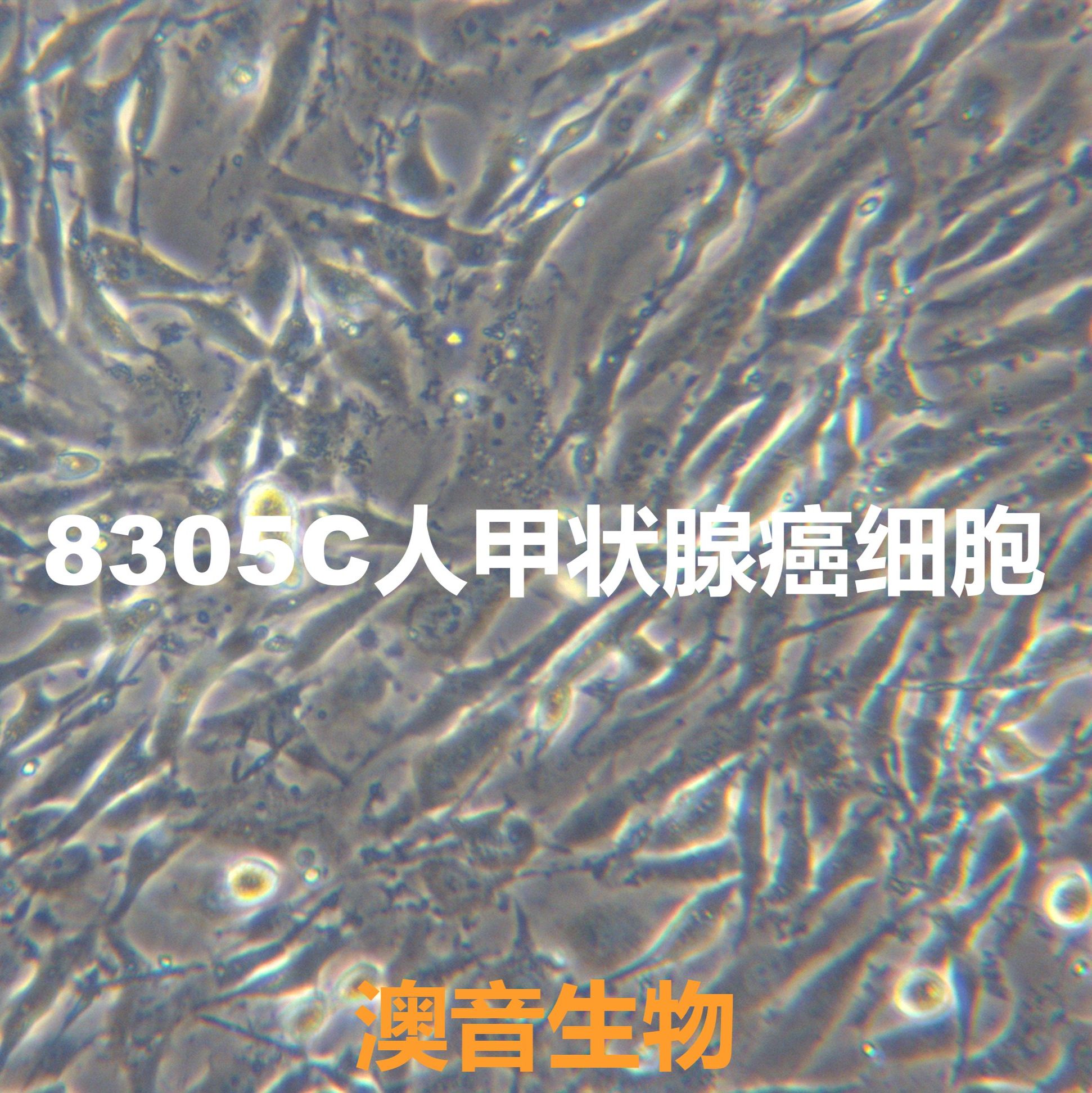 8305C【8305c; 8305-C; 8305C_1】甲状腺癌细胞