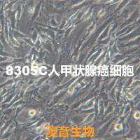 8305C【8305c; 8305-C; 8305C_1】甲状腺癌细胞