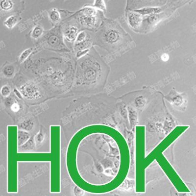 HOK[HOK,Hexagrammos Otakii Kidney]正常口腔上皮角质细胞