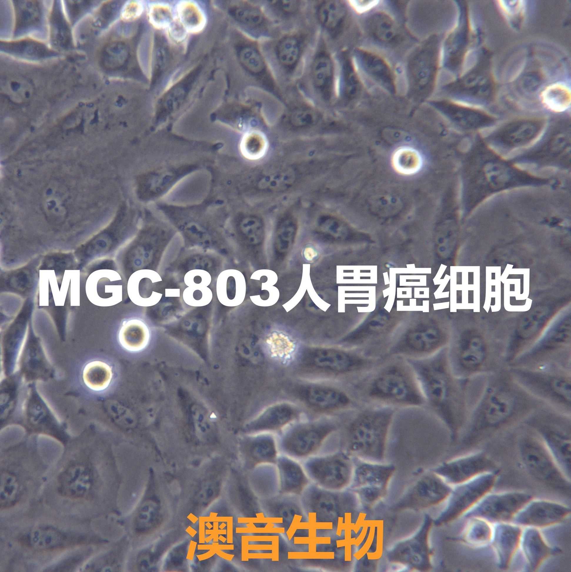 MGC-803[MGC803; MGc80-3]人胃癌细胞