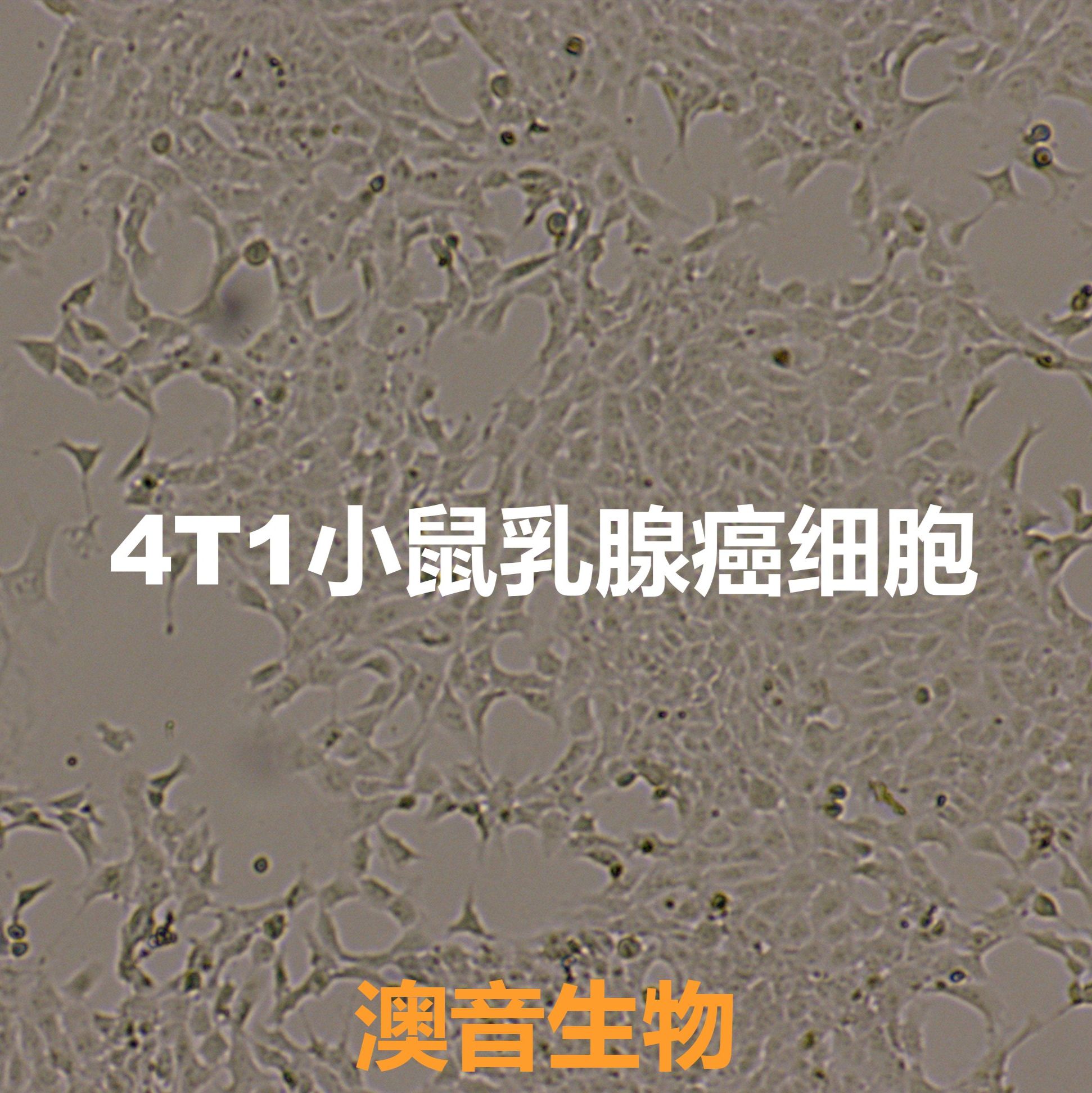 4T1[4T1;4T1-A]小鼠乳腺癌细胞