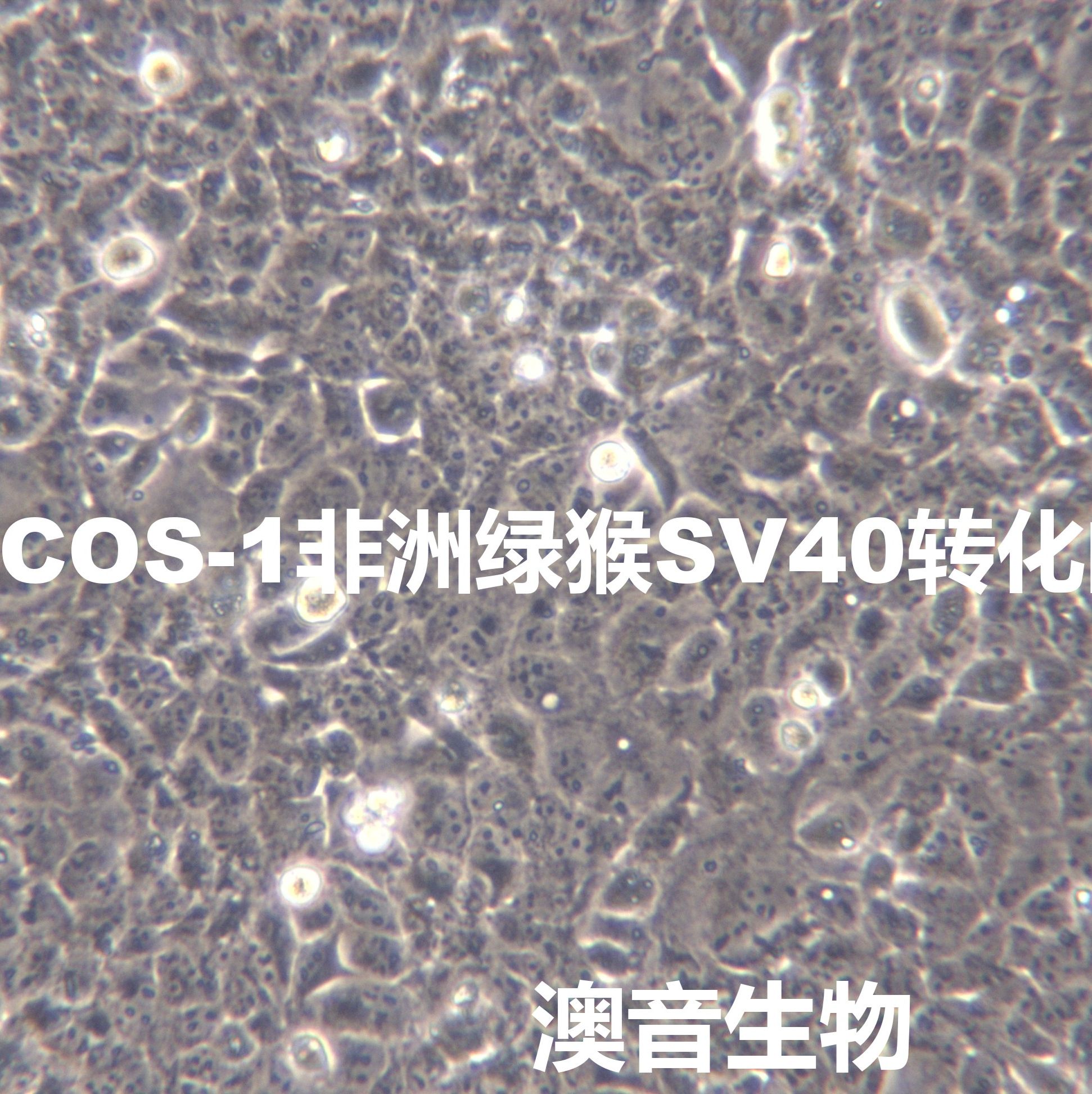 COS-1[Cos-1; COS1; Cos1; CV-1 in Origin Simian-1]非洲绿猴SV40转化的肾细胞
