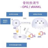 骨保护素检测试剂盒（酶联免疫法）