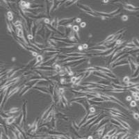 A-375 (人无黑色素性黑色素瘤)