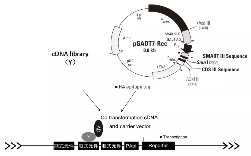周二直播预告：酵母单杂交技术详解